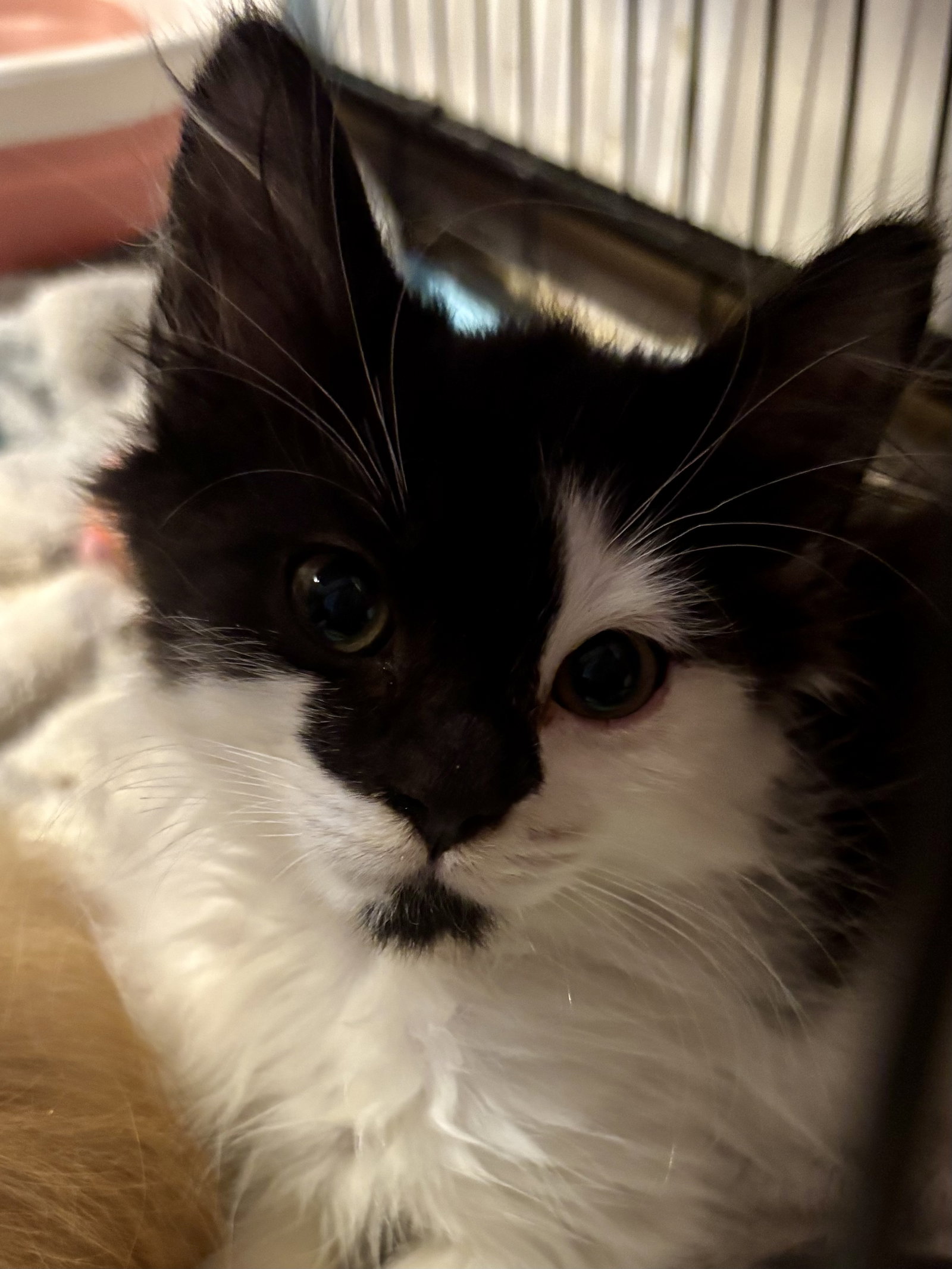 Jack, Maine Coon