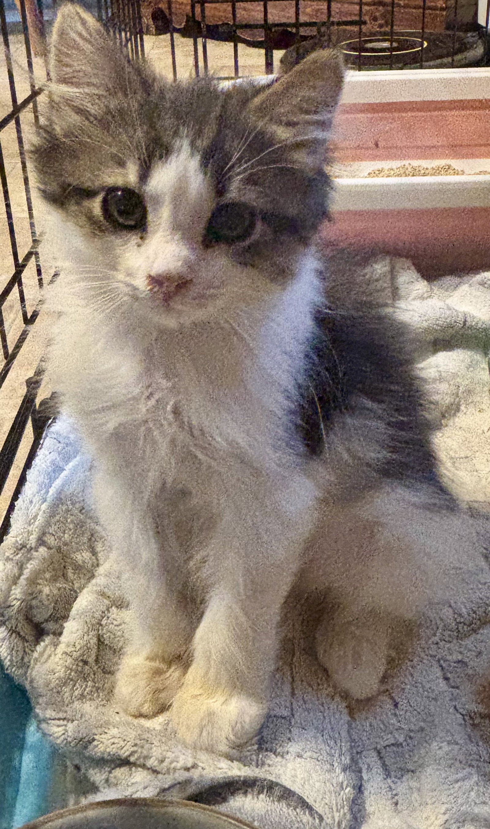 Oogy Boogy, Maine Coon