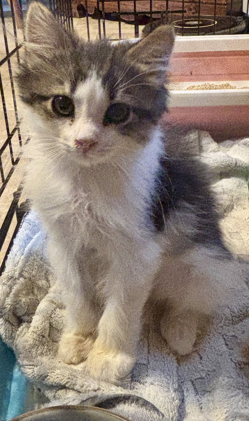 Oogy Boogy, a cat for adoption from Only Maine Coons Rescue