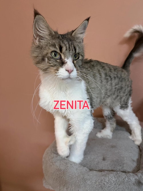 Zenita, Maine Coon