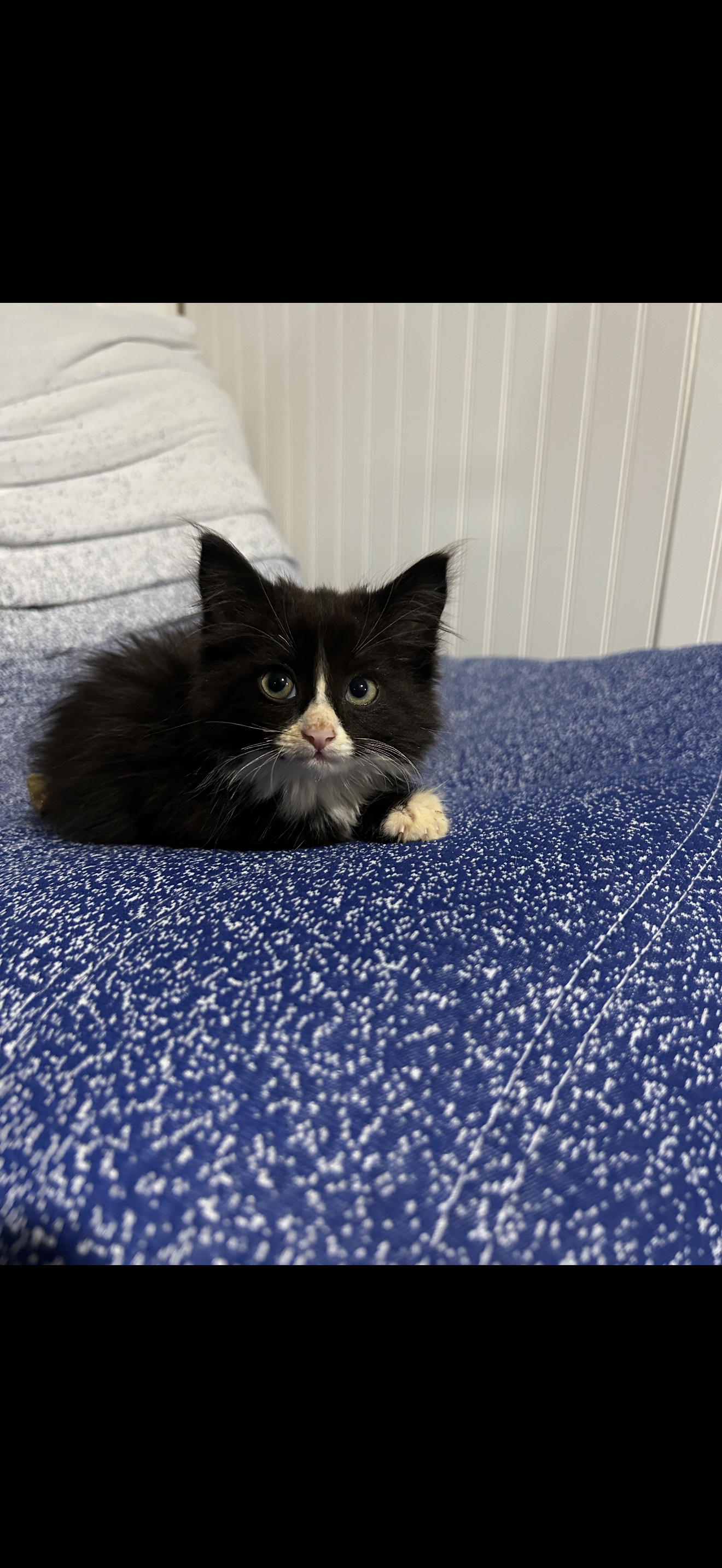 Tux, Domestic Long Hair
