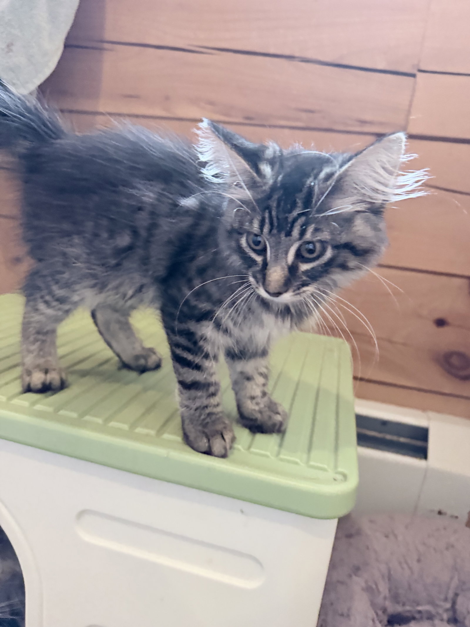 Purrston McBaker, Maine Coon