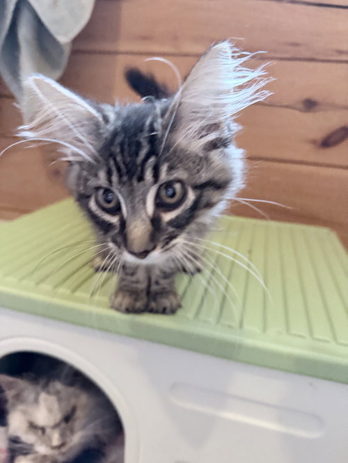 Photo 2 of Purrston McBaker
