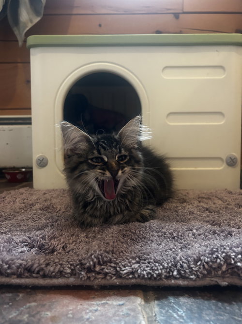 Photo 3 of Purrston McBaker