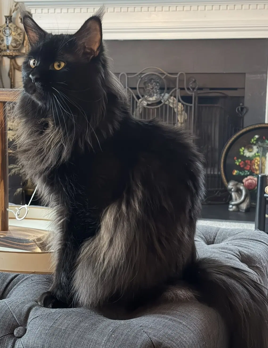 Pluto Courtesy Listing - Maine Coon