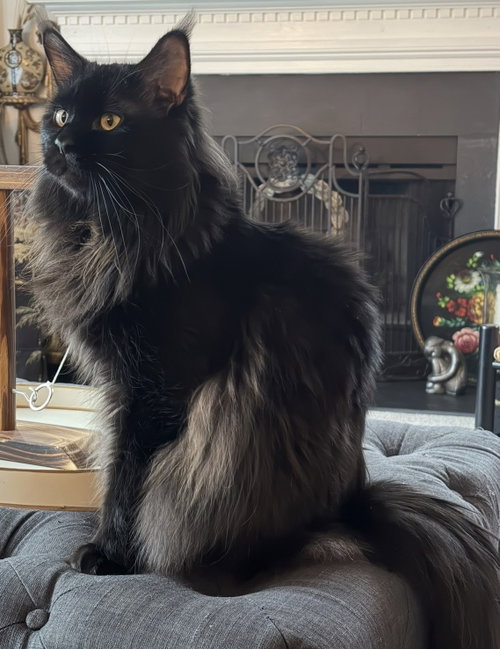 Pluto Courtesy Listing, a cat for adoption from Only Maine Coons Rescue
