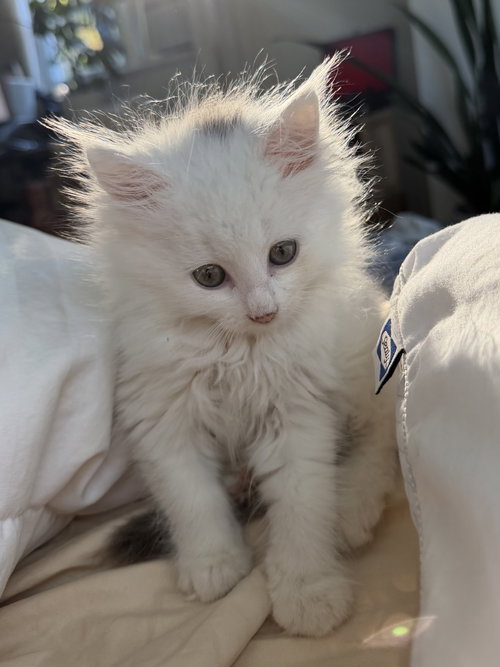 Nutter Butters, Domestic Long Hair / Maine Coon / Mixed (medium coat)