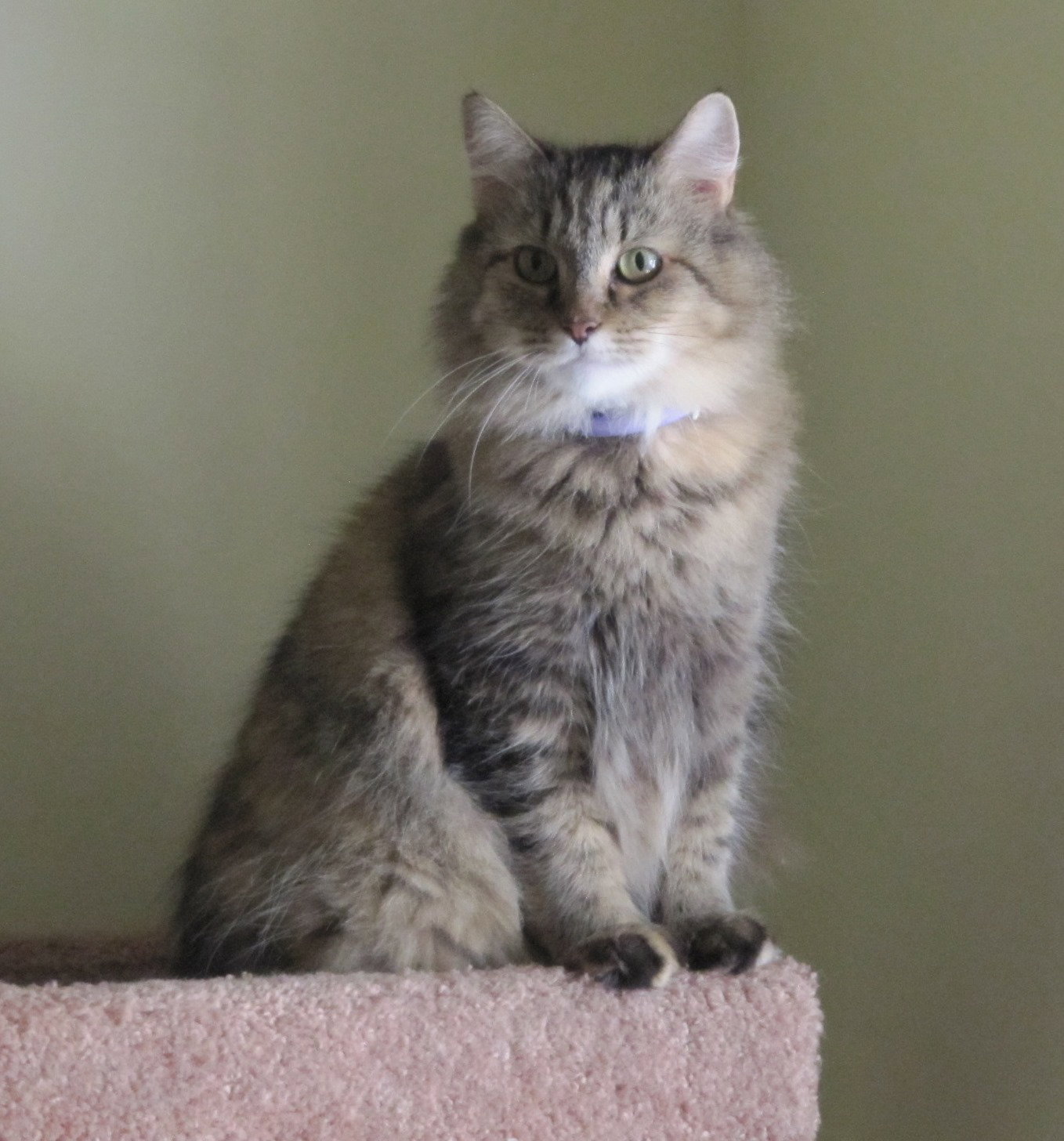 Angel Kitty Courtesy Post's Web Page
