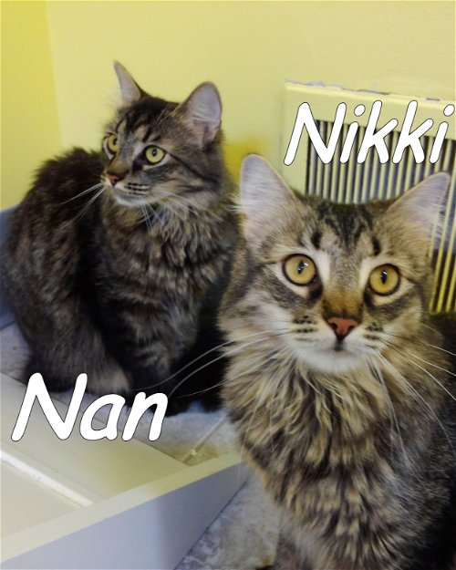 Nan & Nikki Courtesy Post