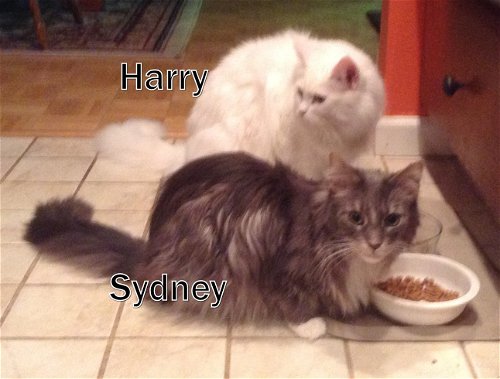 Harry & Sidney Courtesy Post