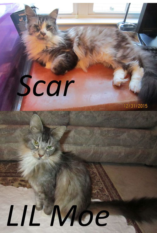 Lil Moe and Scar