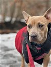 adoptable Dog in , NJ named Kasey