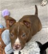 adoptable Dog in  named Twix