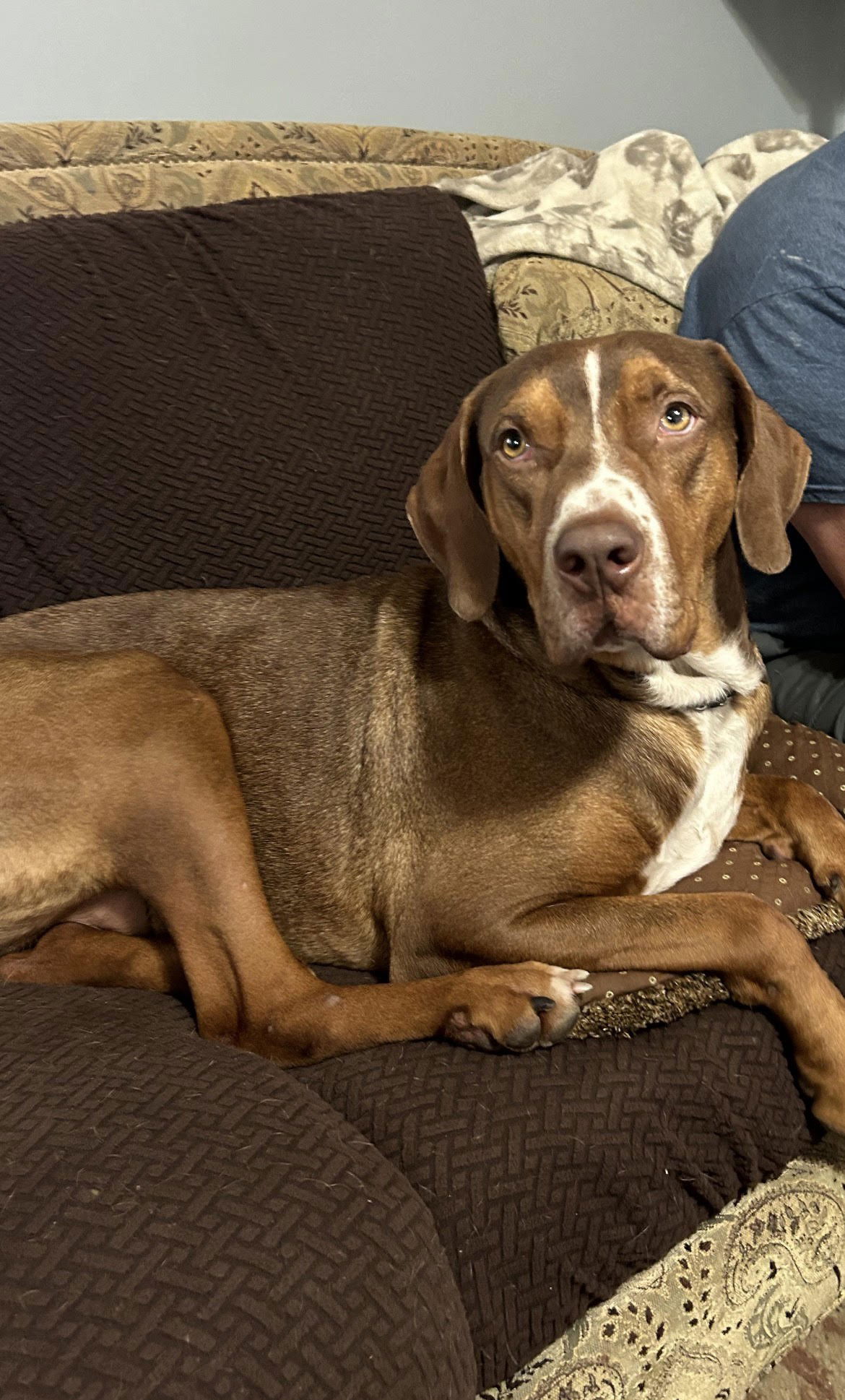 adoptable Dog in Cliffwood, NJ named Buddy