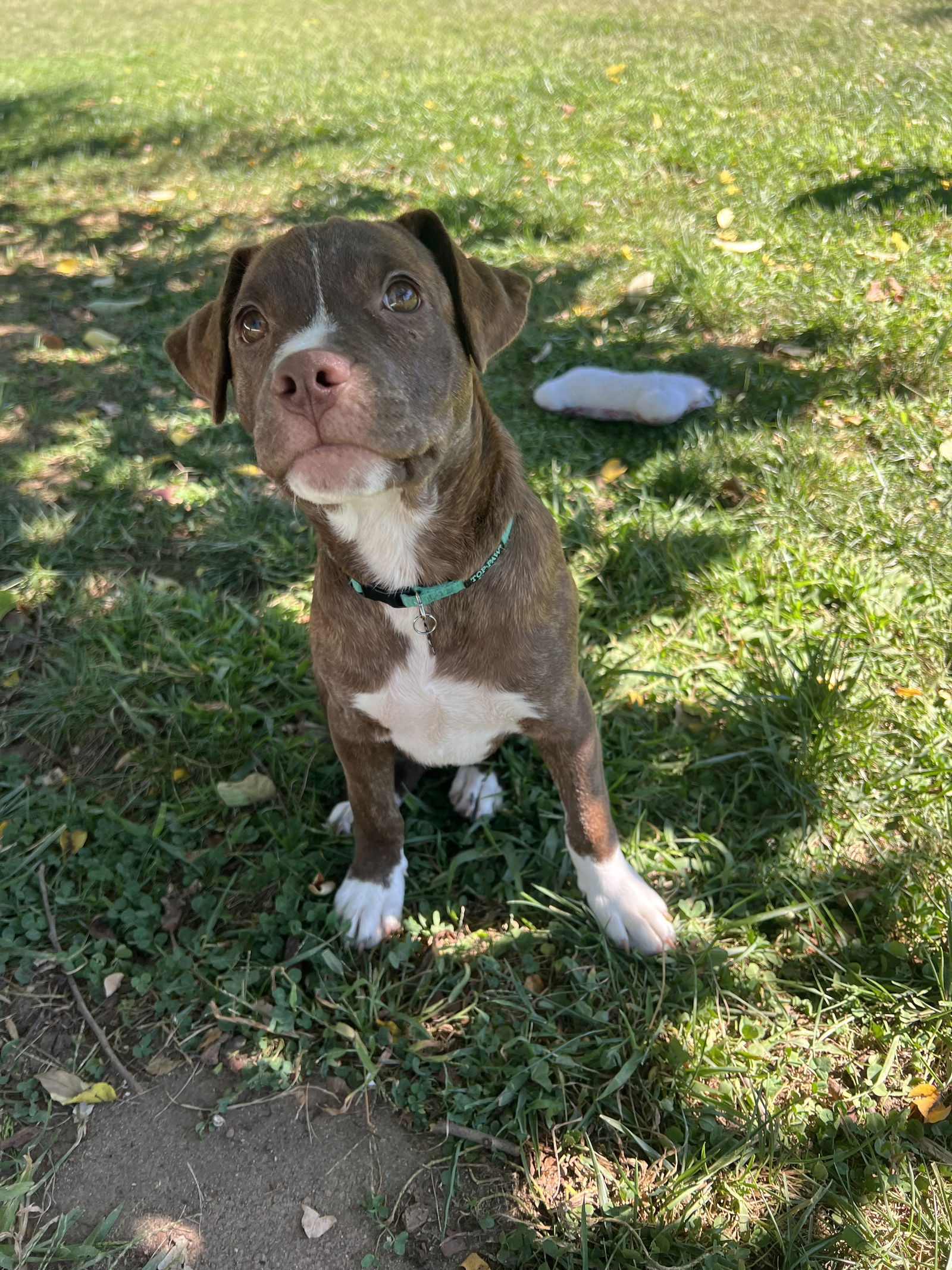 adoptable Dog in Cliffwood, NJ named Sleepy