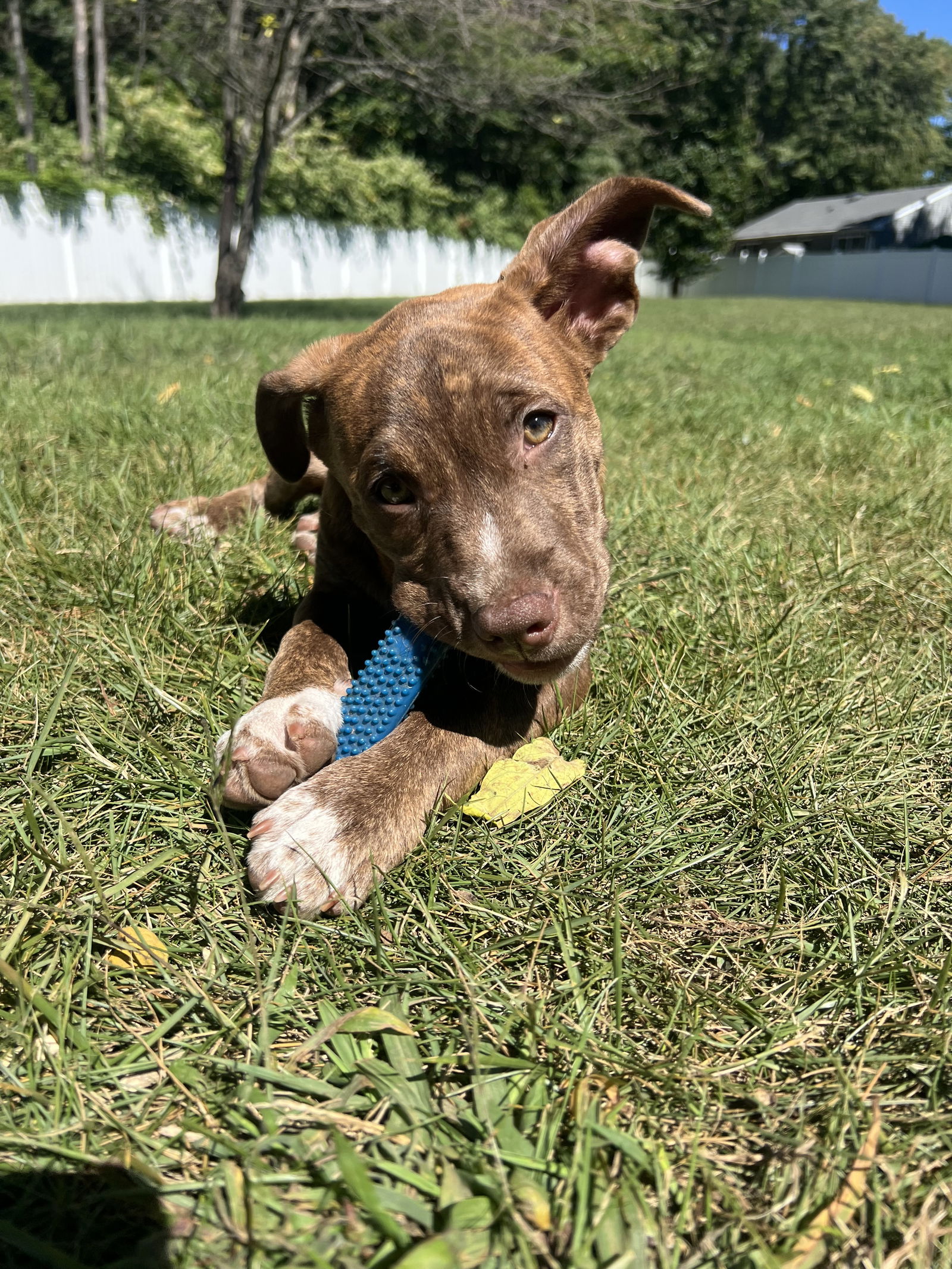 adoptable Dog in Cliffwood, NJ named Doc