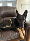 adoptable Dog in  named Kali