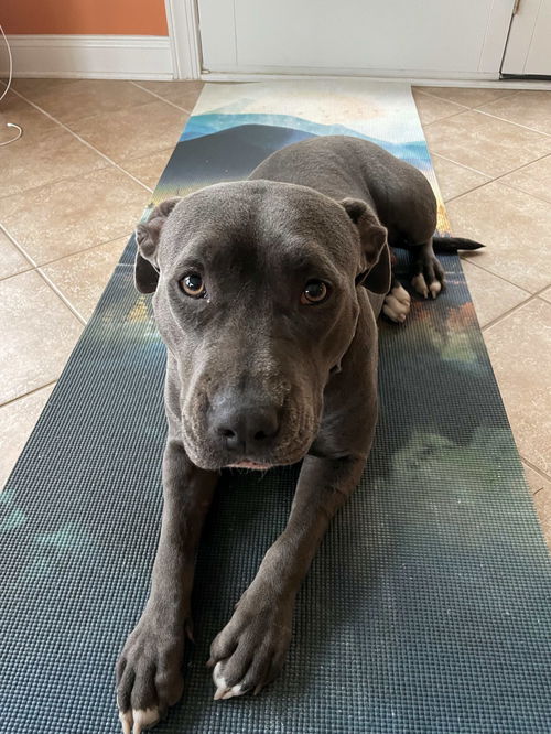 picture of the dog needing adoption