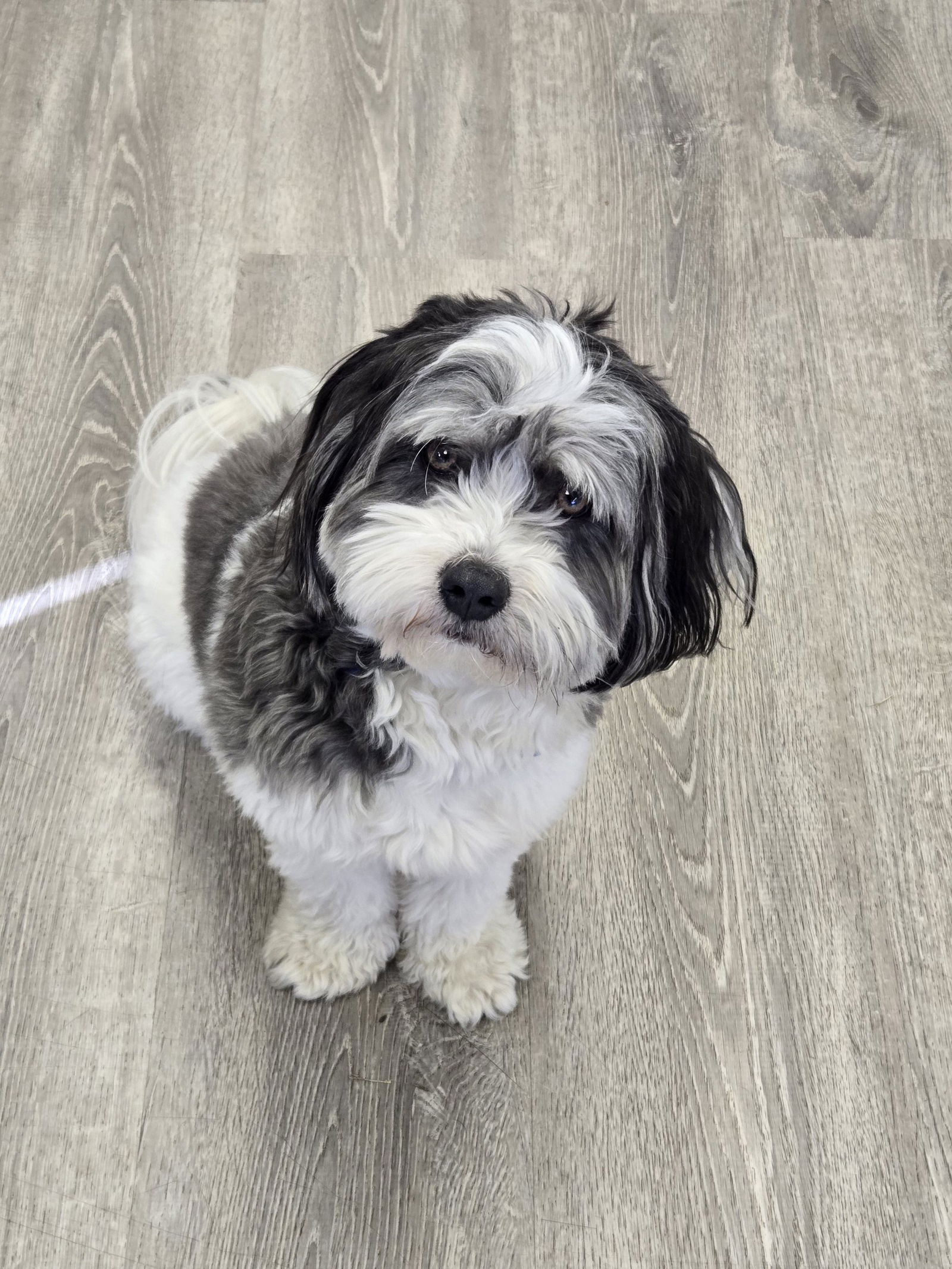 Archie