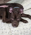 adoptable Dog in  named Rudy