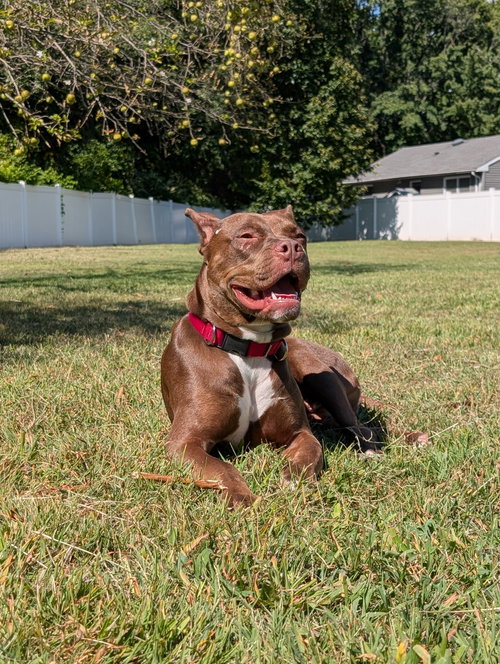 RUDY - Boxer available for adoption