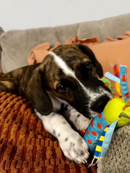 picture of the dog needing adoption