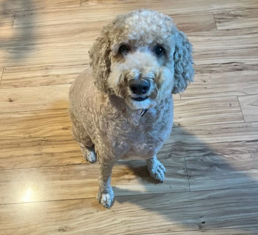 adoptable Dog in Cliffwood, NJ named Nugget