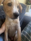 adoptable Dog in  named Hawk