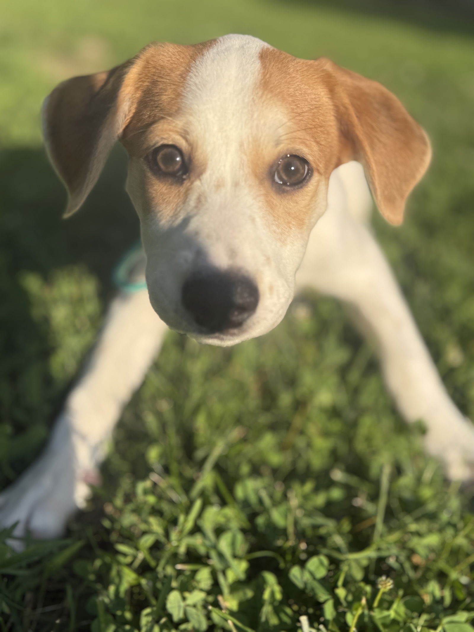 adoptable Dog in Cliffwood, NJ named Phoenix