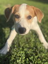 adoptable Dog in  named Phoenix