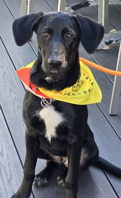 picture of the dog needing adoption