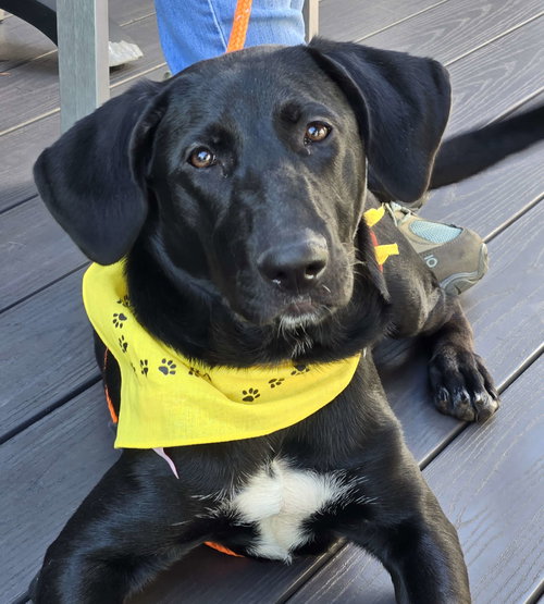 SAMANTHA - Labrador Retriever available for adoption