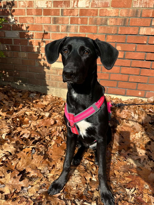 Samantha, an adoptable Labrador Retriever in Cliffwood, NJ