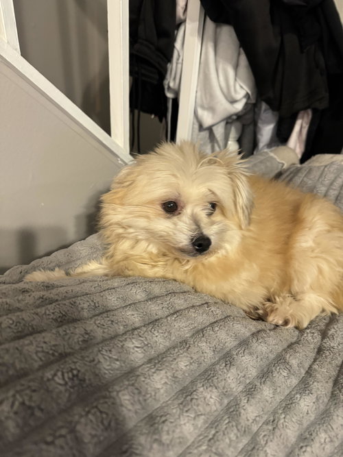picture of the dog needing adoption