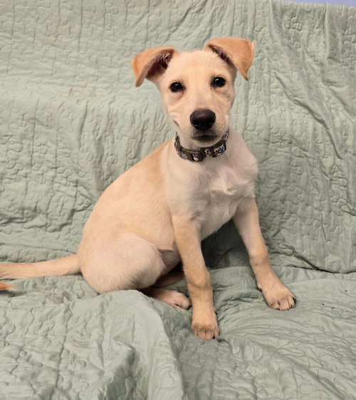picture of the dog needing adoption