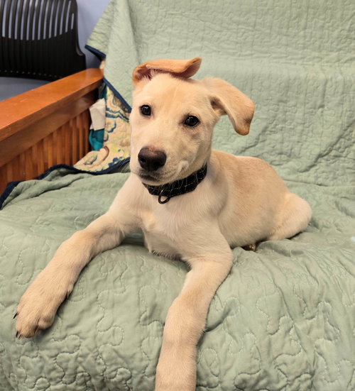picture of the dog needing adoption
