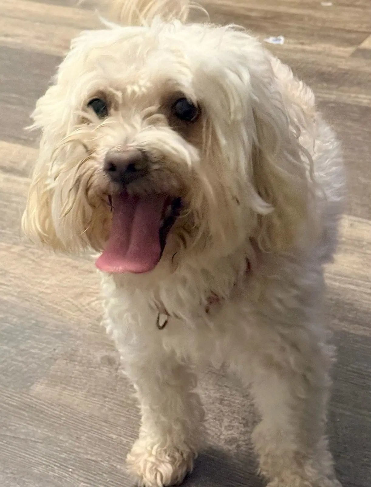 Maui - Bichon/Maltese