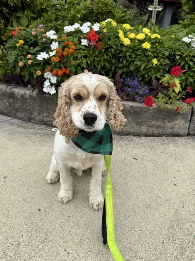 Brave - Cocker Spaniel