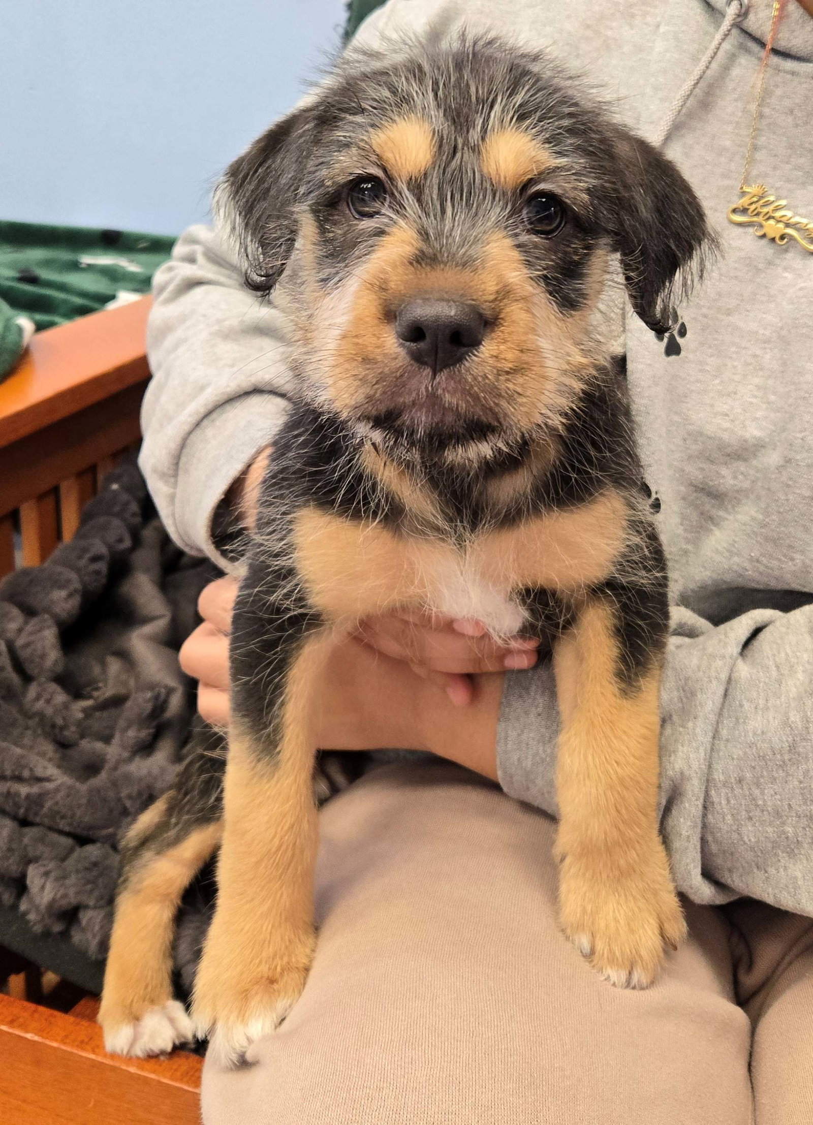 Unknown Breed