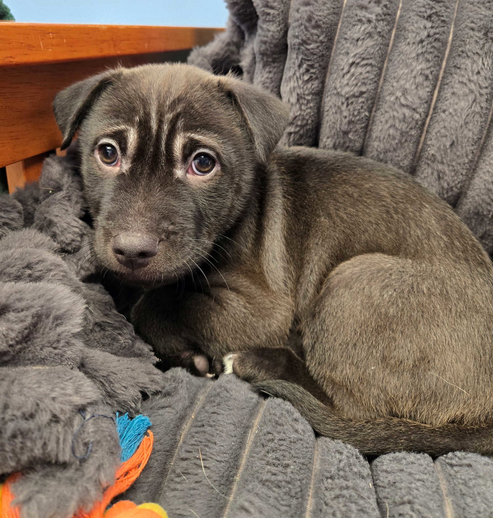 Unknown Breed