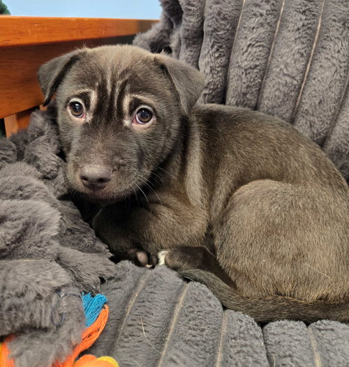Severus, an adoptable Unknown breed in Cliffwood, NJ