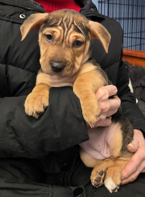 picture of the dog needing adoption