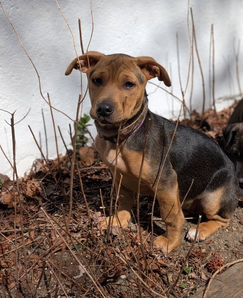Hedwig, an adoptable Unknown breed in Cliffwood, NJ