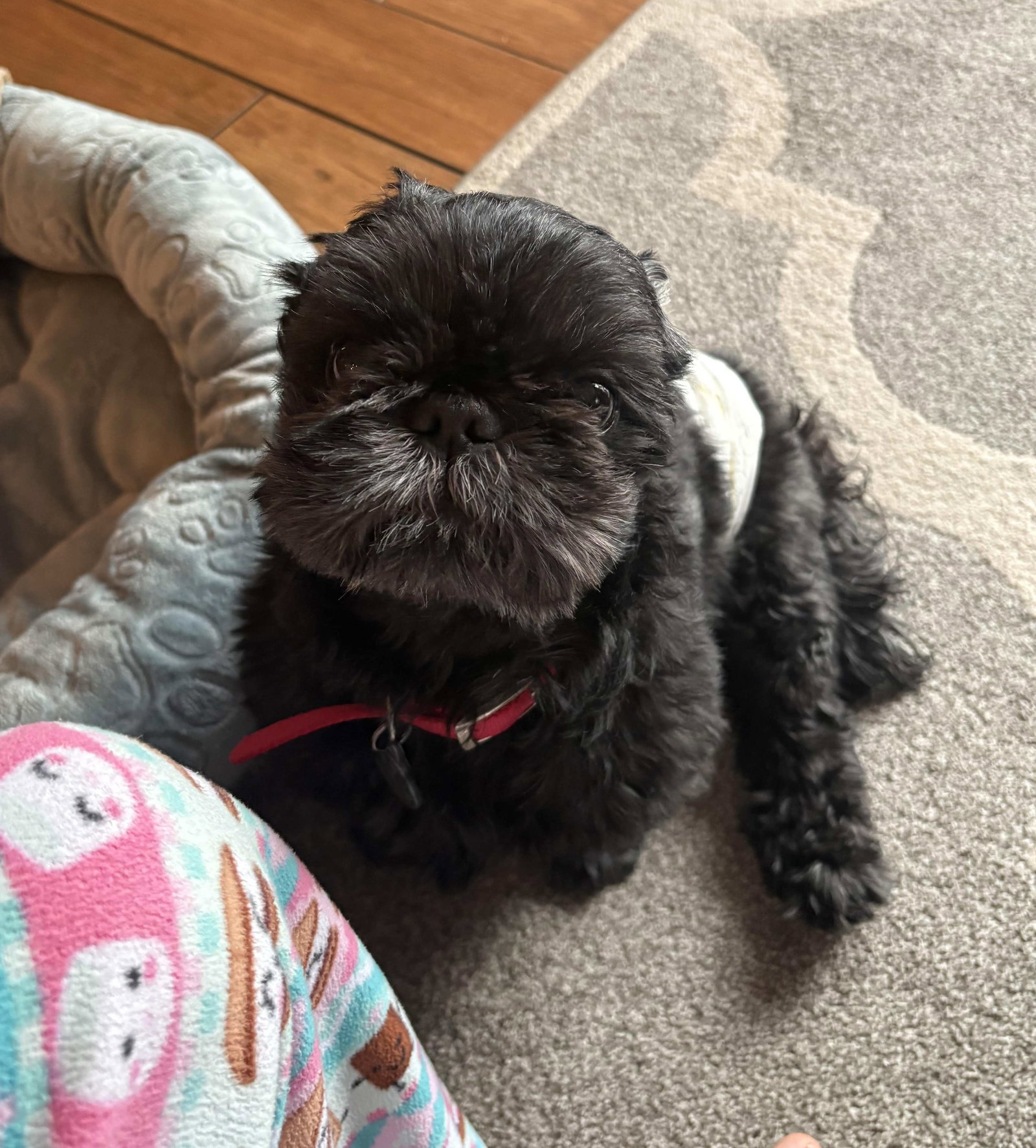 Shih Tzu