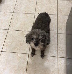 Lexi, an adoptable Terrier in Cliffwood, NJ