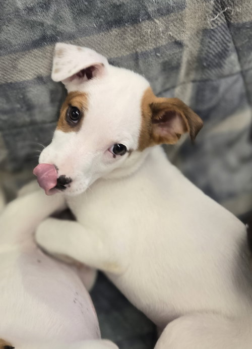 Hannah, an adoptable Unknown breed in Cliffwood, NJ
