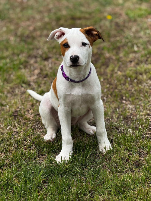 Hannah, an adoptable Unknown breed in Cliffwood, NJ