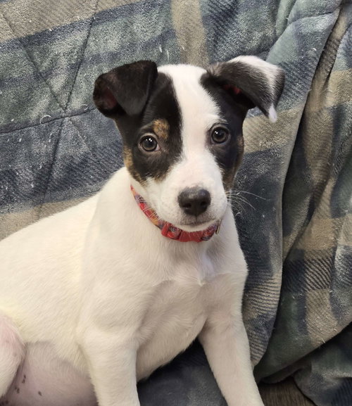 Lily, an adoptable Unknown breed in Cliffwood, NJ