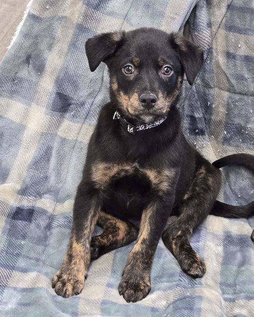 Oliver, an adoptable Unknown breed in Cliffwood, NJ