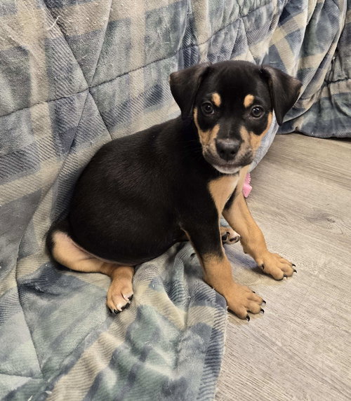 Rico, an adoptable Unknown breed in Cliffwood, NJ